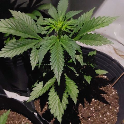 Magnum cookies #2 growlog timeline photo