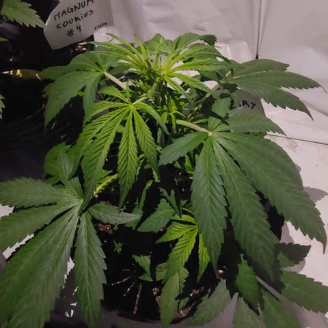 Blueberry XXL  growlog timeline photo