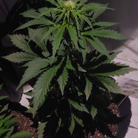 Magnum cookies #2 growlog timeline photo