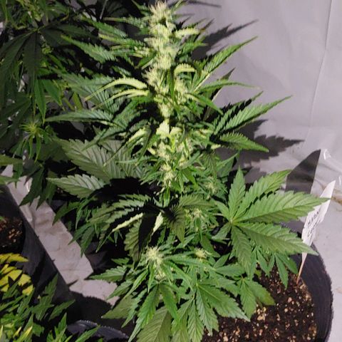 Magnum cookies #2 growlog timeline photo