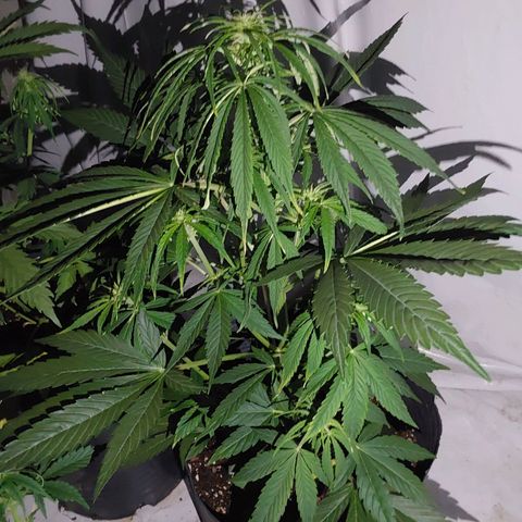 Blueberry XXL  growlog timeline photo