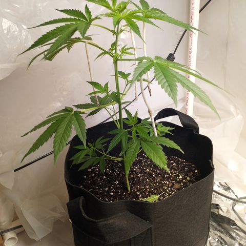 OA Over Achiever  growlog timeline photo