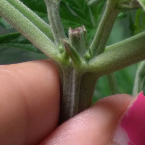 OA Over Achiever  growlog timeline photo