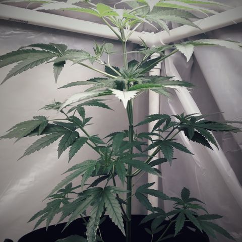 OA Over Achiever  growlog timeline photo