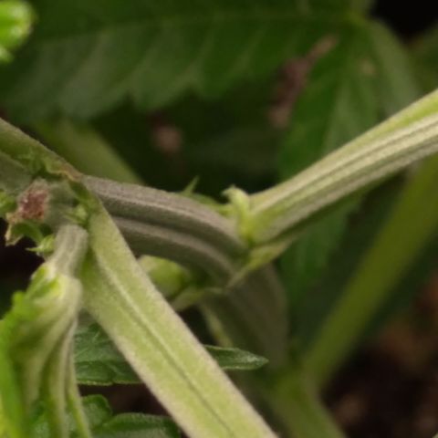 OA Over Achiever  growlog timeline photo