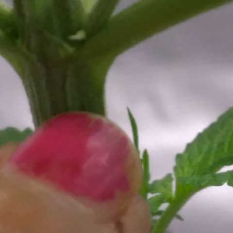 OA Over Achiever  growlog timeline photo