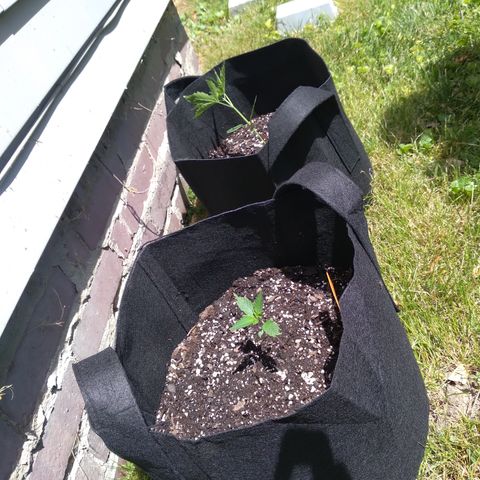 OA Over Achiever  growlog timeline photo