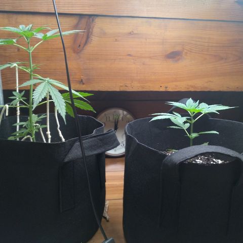 OA Over Achiever  growlog timeline photo