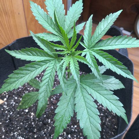 OA Over Achiever  growlog timeline photo