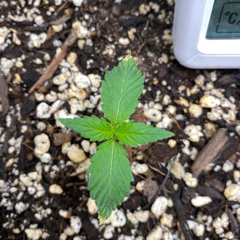 Gorilla Cookies  growlog timeline photo
