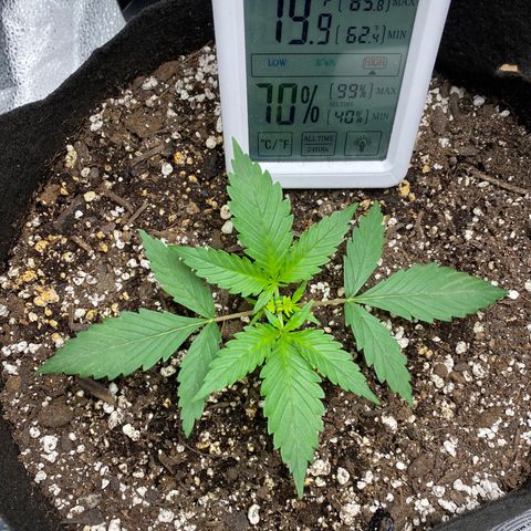 Gorilla Cookies  growlog timeline photo