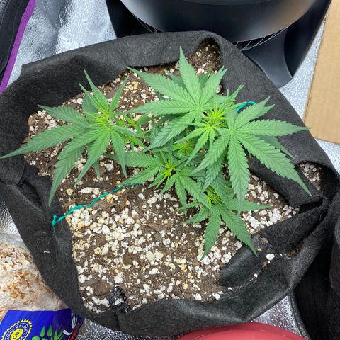 Gorilla Cookies  growlog timeline photo