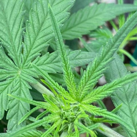 Gorilla Cookies  growlog timeline photo