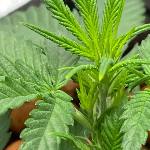 Gorilla Cookies  growlog timeline photo