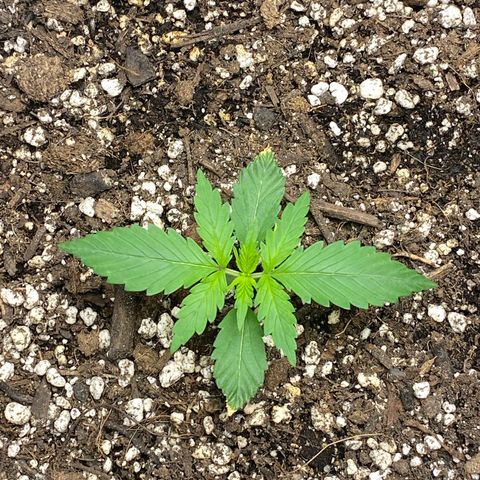 Gorilla Cookies  growlog timeline photo