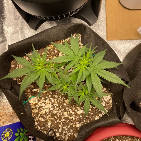 Gorilla Cookies  growlog timeline photo