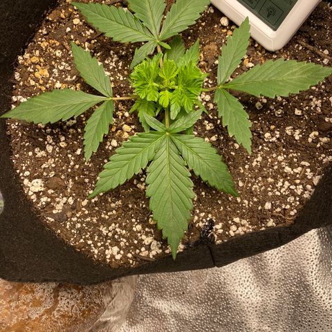 Gorilla Cookies  growlog timeline photo