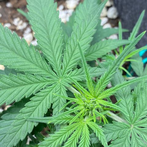 Gorilla Cookies  growlog timeline photo