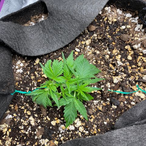 Gorilla Cookies  growlog timeline photo