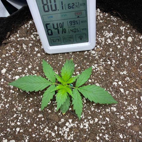 Gorilla Cookies  growlog timeline photo