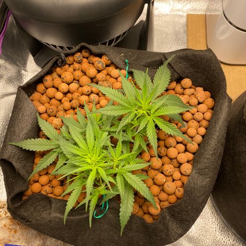 Gorilla Cookies  growlog timeline photo