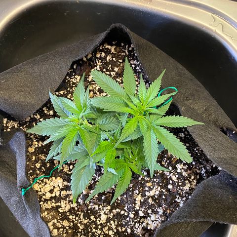 Gorilla Cookies  growlog timeline photo