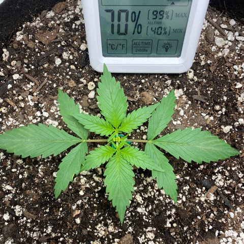 Gorilla Cookies  growlog timeline photo