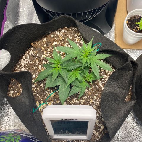 Gorilla Cookies  growlog timeline photo
