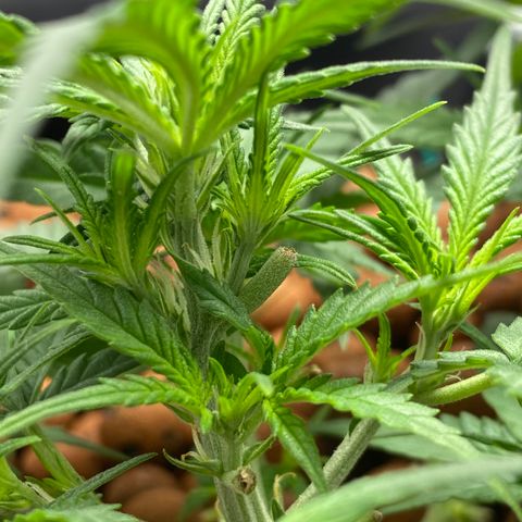 Gorilla Cookies  growlog timeline photo