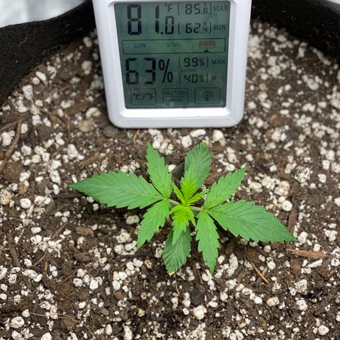 Gorilla Cookies  growlog timeline photo