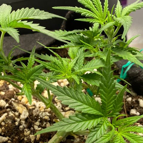 Gorilla Cookies  growlog timeline photo