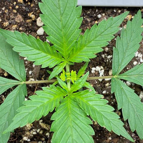 Gorilla Cookies  growlog timeline photo