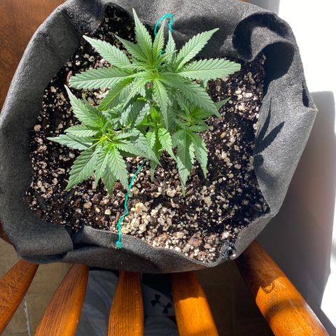 Gorilla Cookies  growlog timeline photo
