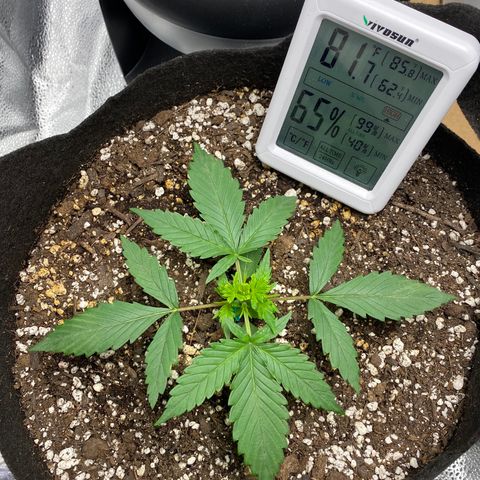 Gorilla Cookies  growlog timeline photo