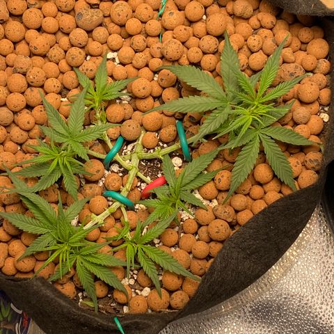 Gorilla Cookies  growlog photo: LST