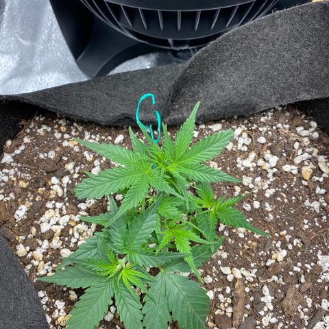 Gorilla Cookies  growlog timeline photo