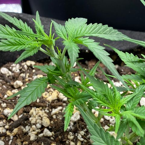 Gorilla Cookies  growlog timeline photo