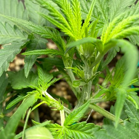 Gorilla Cookies  growlog timeline photo