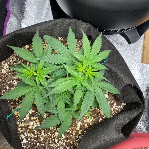 Gorilla Cookies  growlog timeline photo