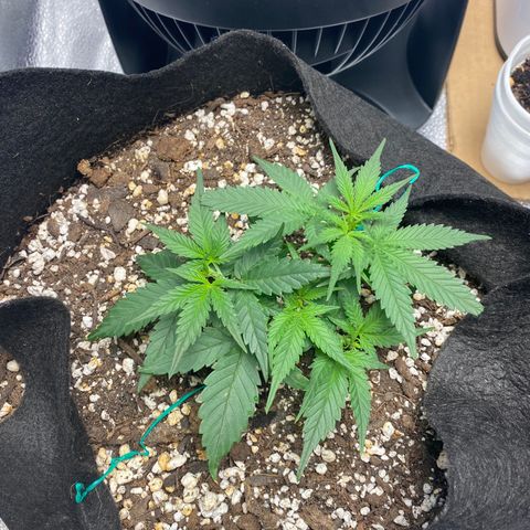 Gorilla Cookies  growlog timeline photo