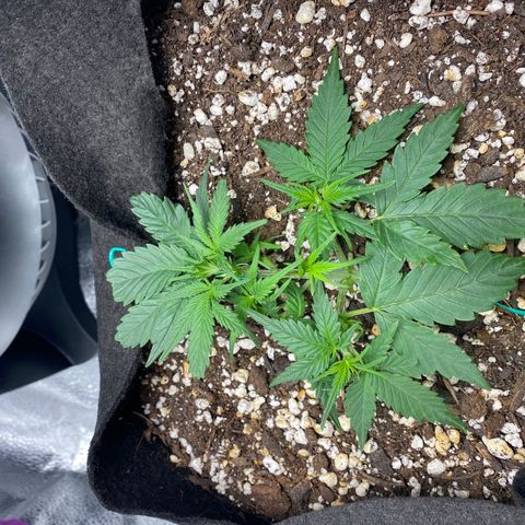 Gorilla Cookies  growlog timeline photo
