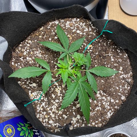 Gorilla Cookies  growlog timeline photo