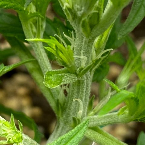 Gorilla Cookies  growlog timeline photo