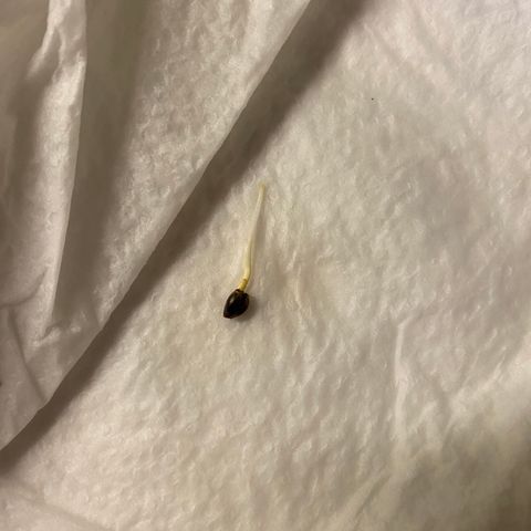 Gorilla Cookies  growlog timeline photo