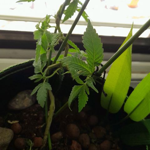 2 growlog timeline photo