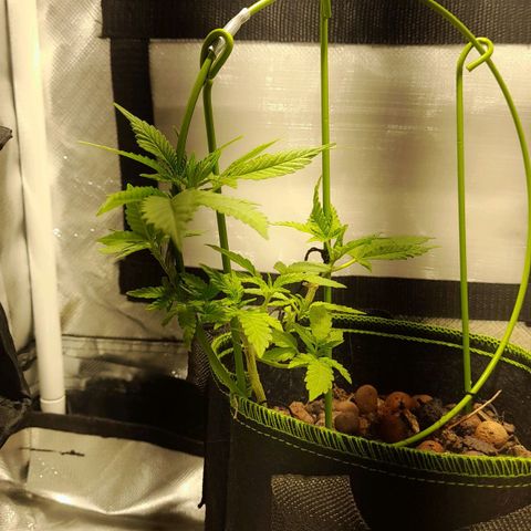 2 growlog timeline photo