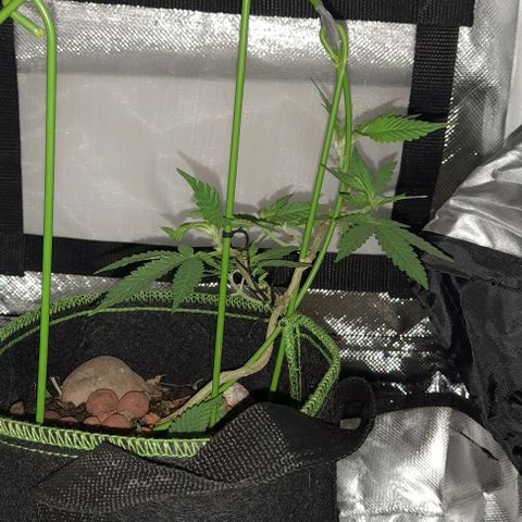 2 growlog timeline photo