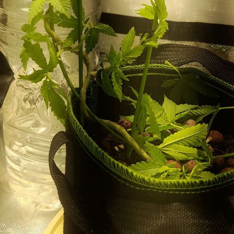 2 growlog timeline photo
