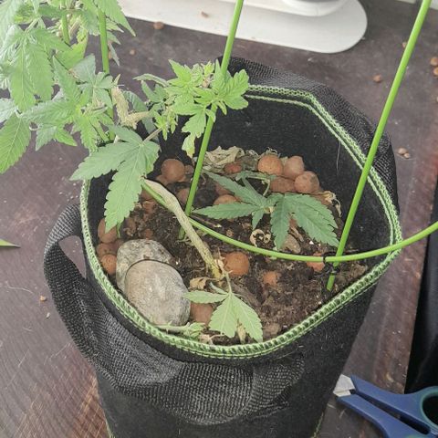 2 growlog timeline photo