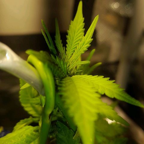 2 growlog timeline photo